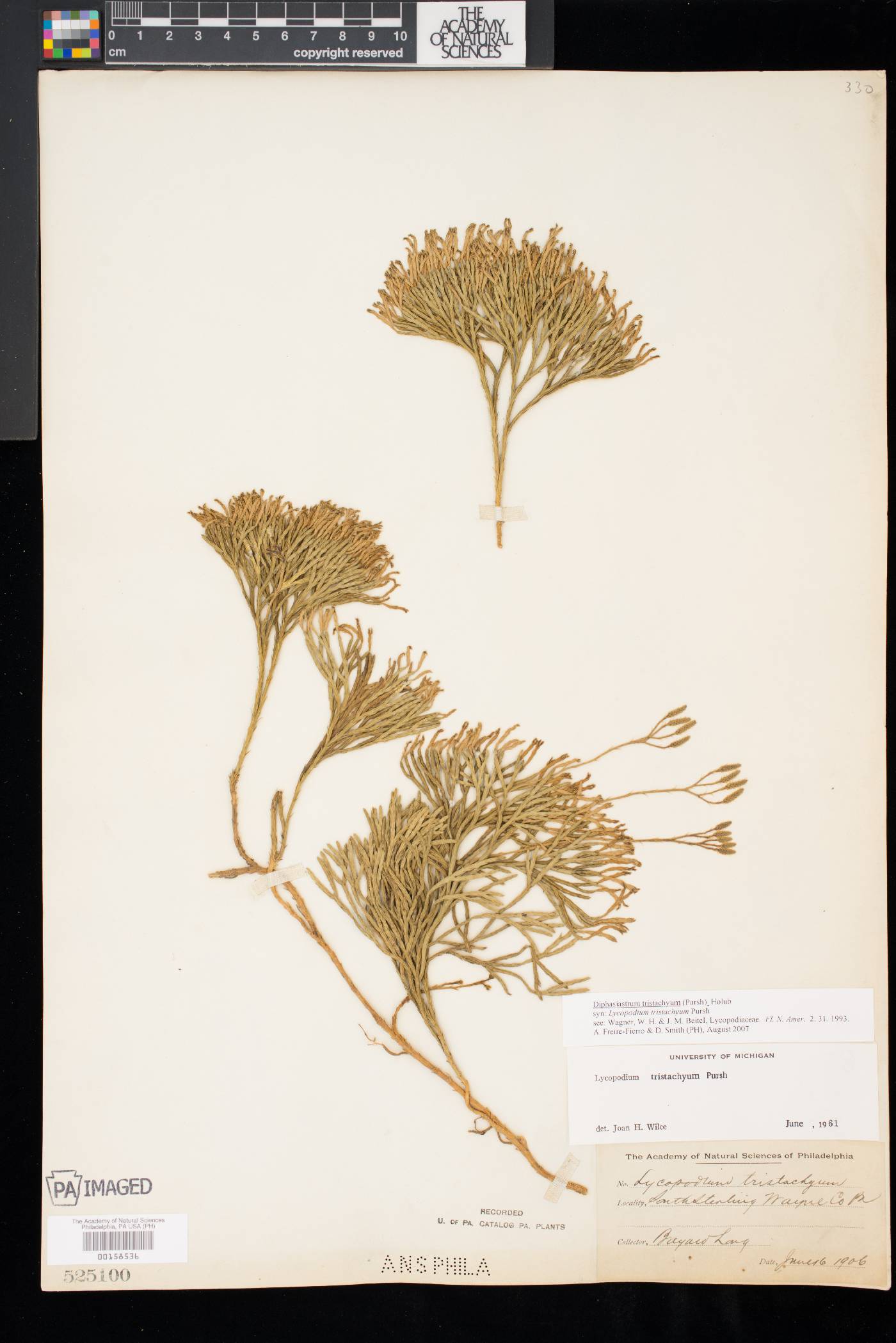 Diphasiastrum tristachyum image