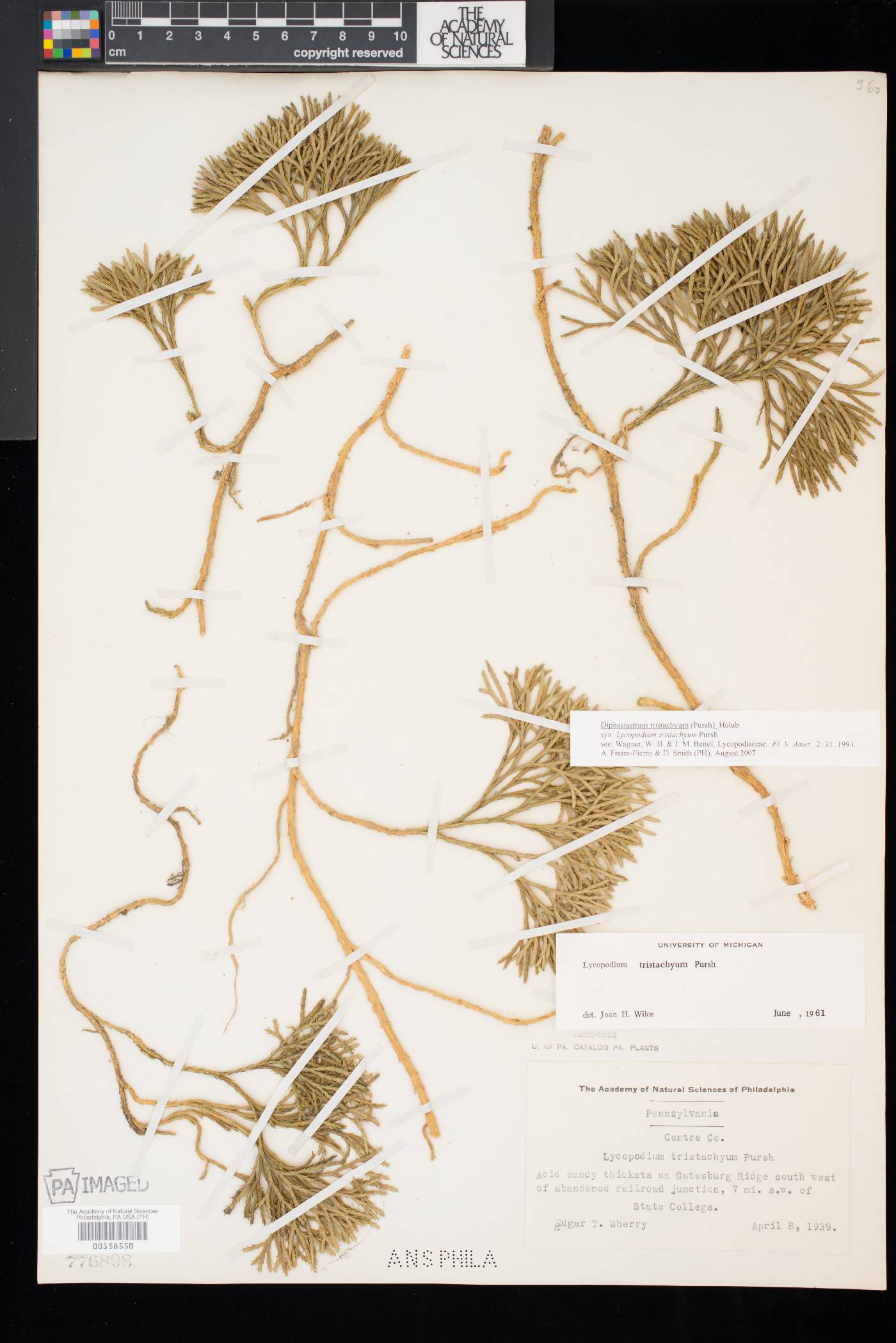 Diphasiastrum tristachyum image