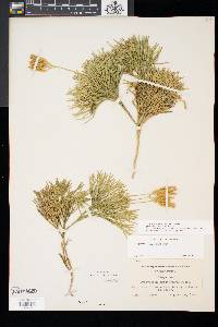 Diphasiastrum tristachyum image