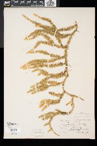 Lycopodium annotinum image