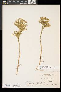 Dendrolycopodium dendroideum image