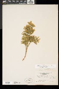 Dendrolycopodium dendroideum image