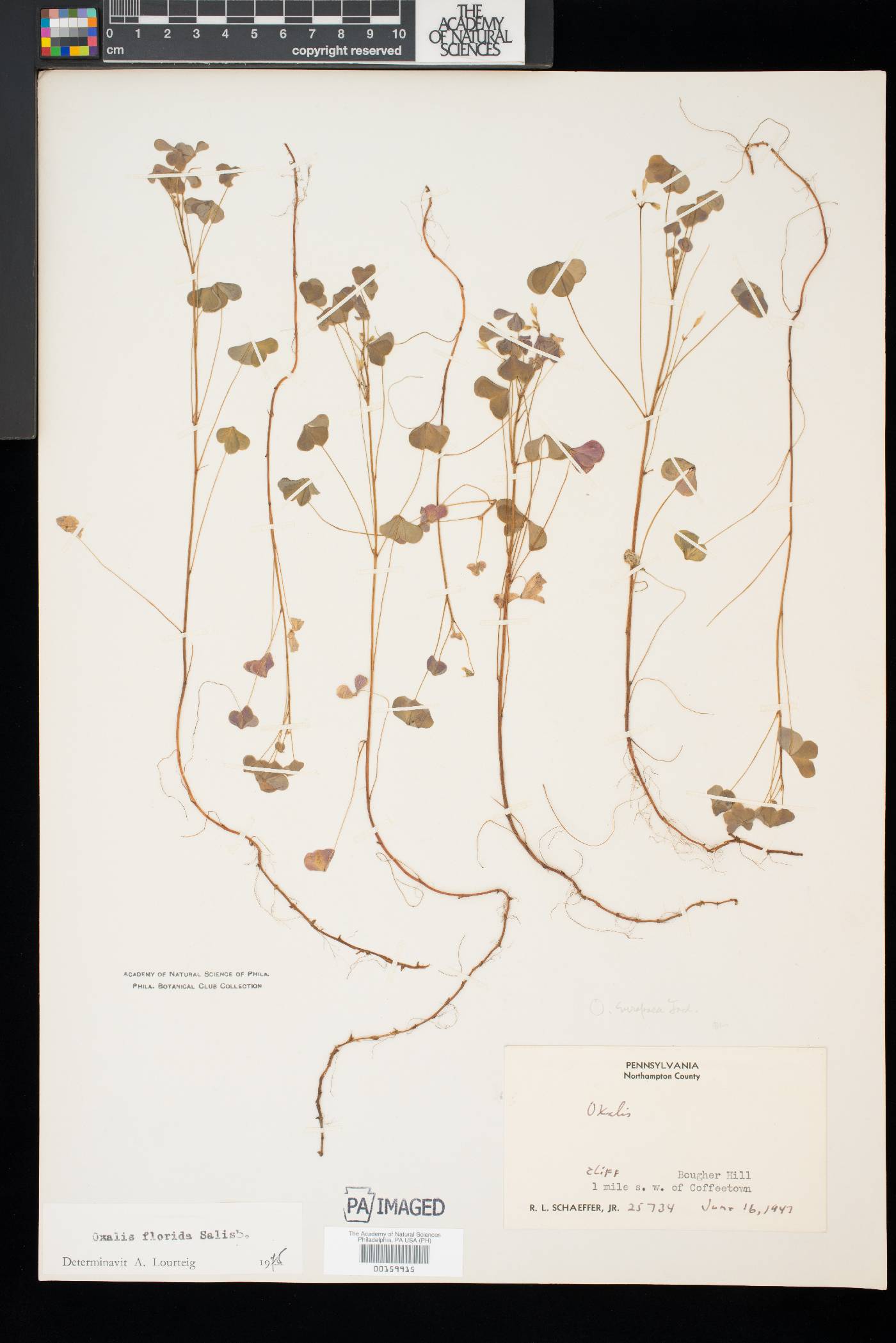 Oxalis florida image