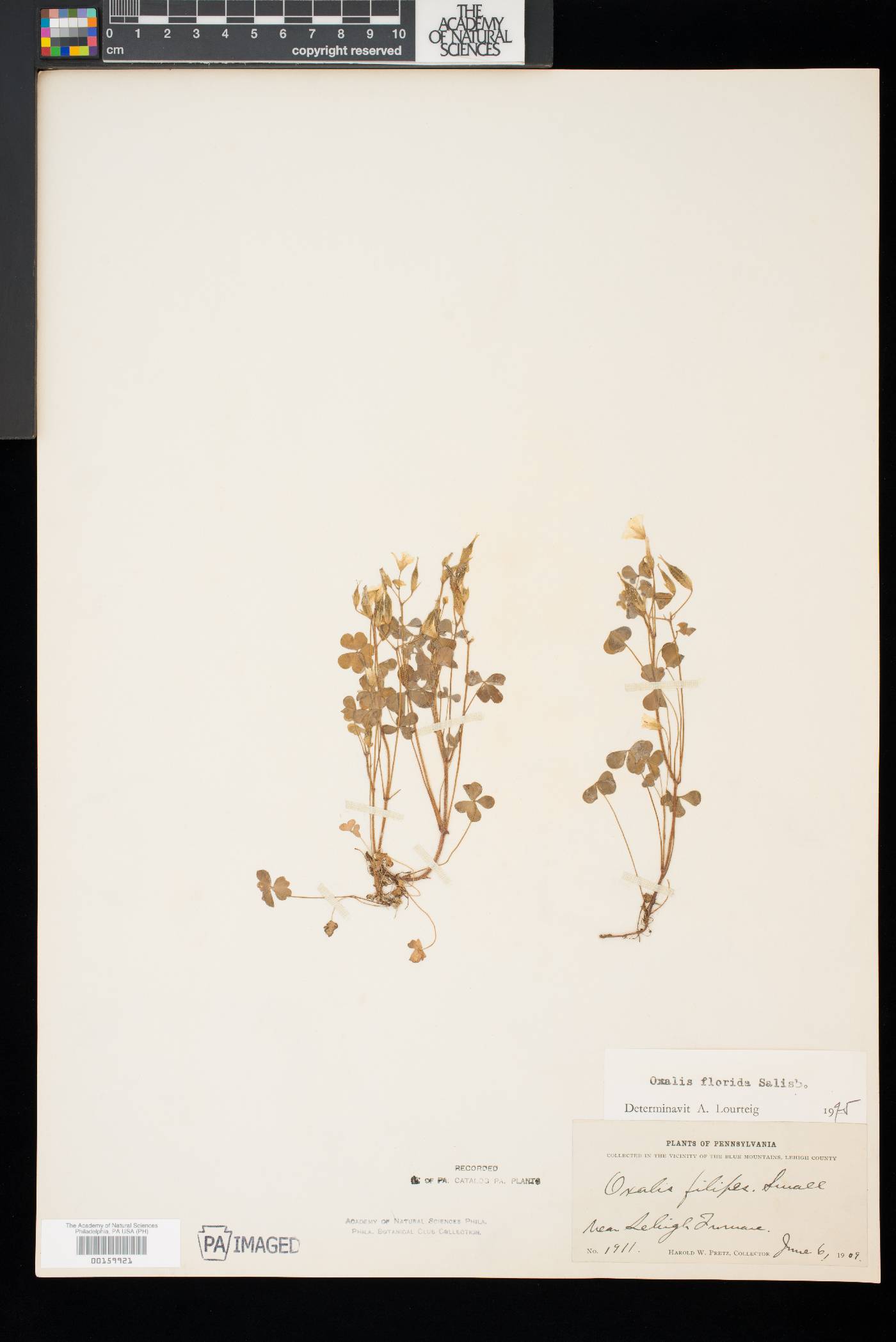Oxalis florida image