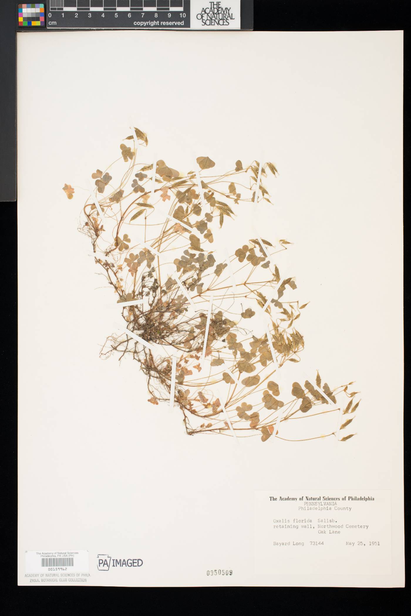 Oxalis florida image