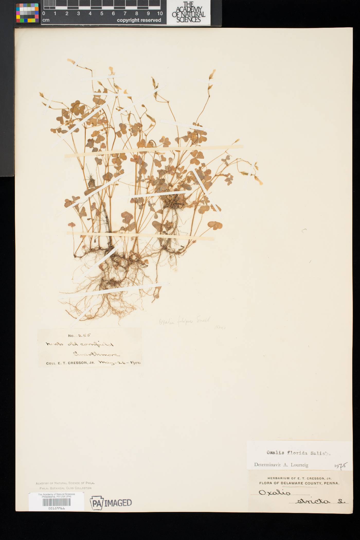 Oxalis florida image