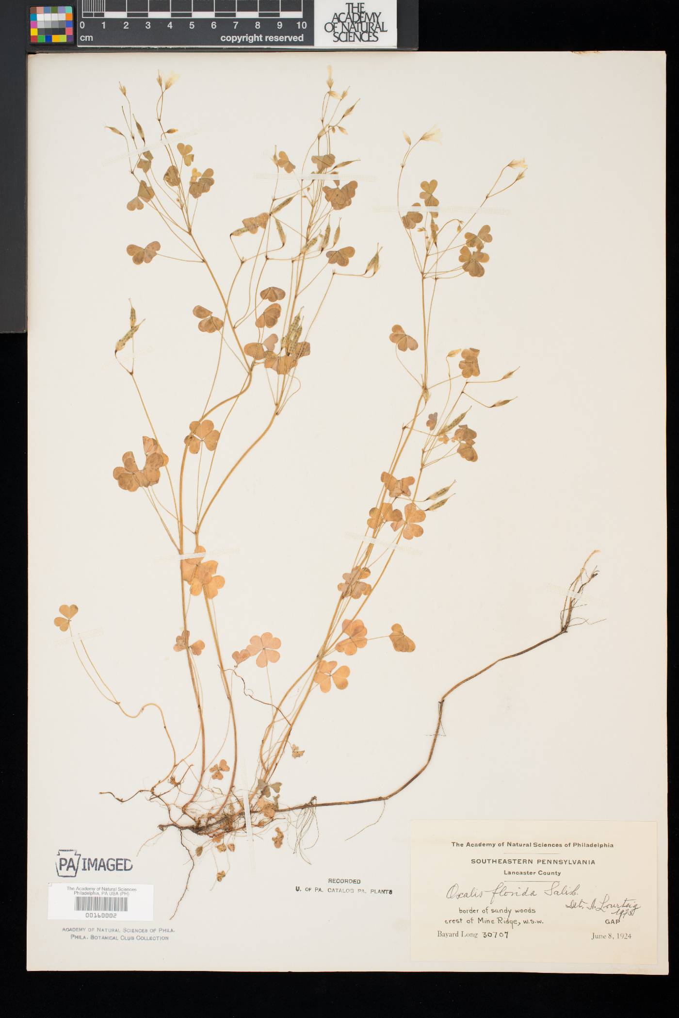 Oxalis florida image