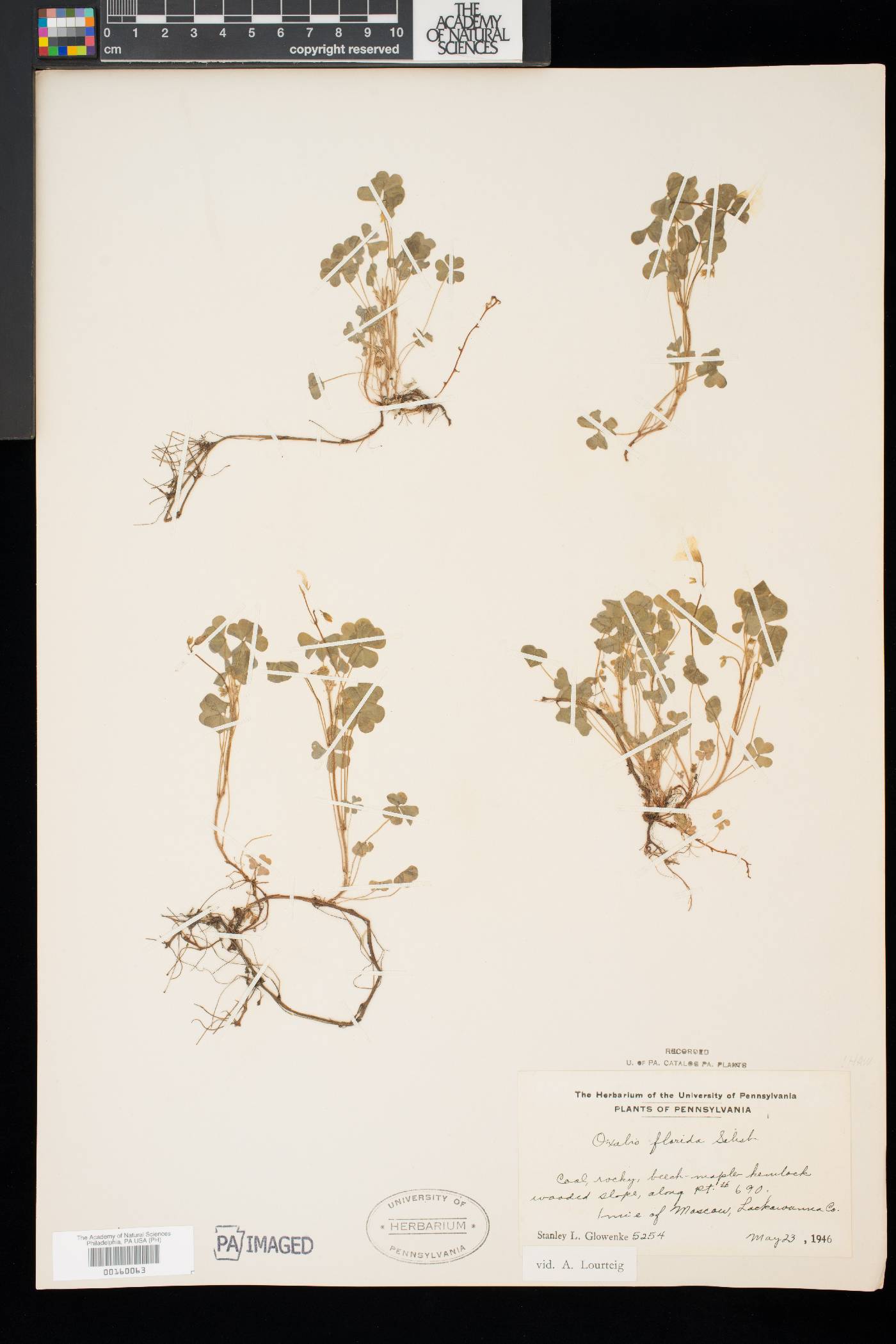 Oxalis florida image