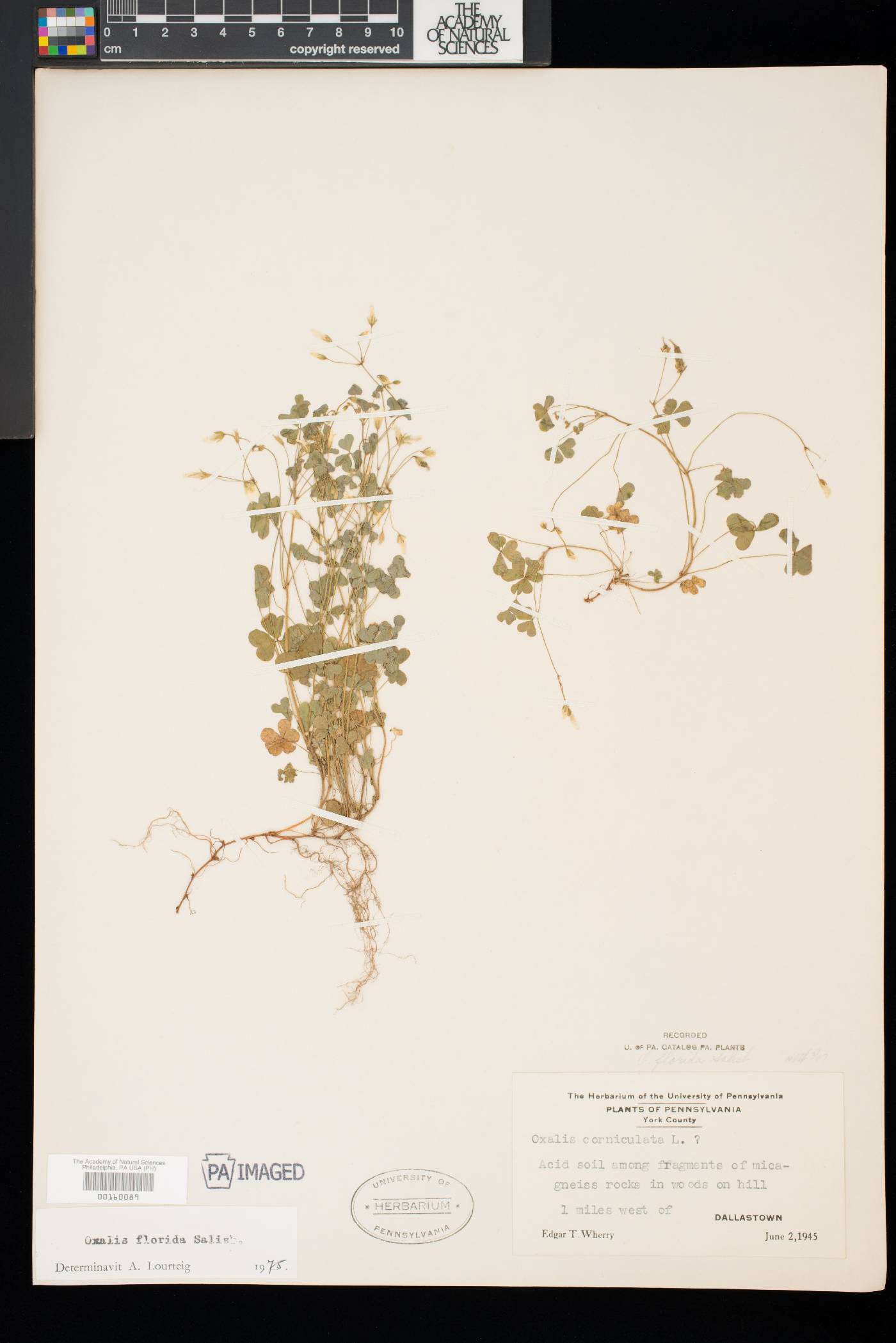 Oxalis florida image