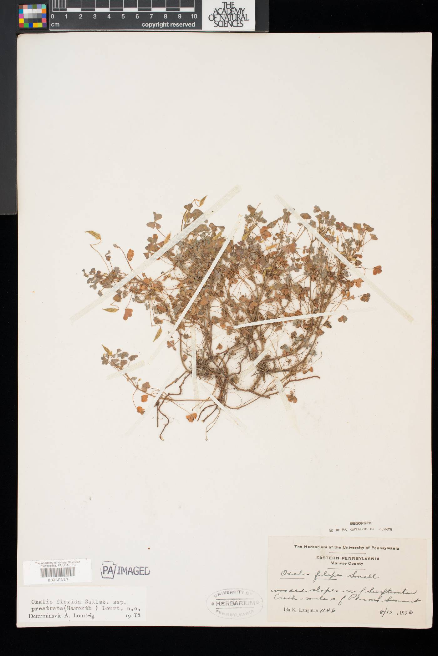 Oxalis florida image