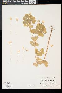 Oxalis grandis image