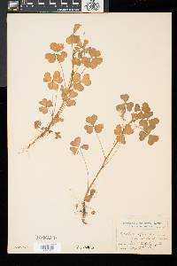 Oxalis grandis image