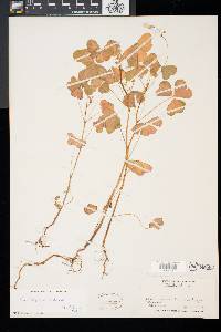 Oxalis grandis image