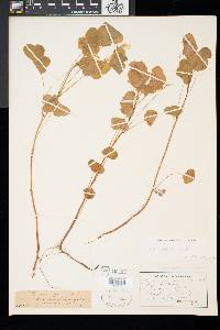 Oxalis grandis image