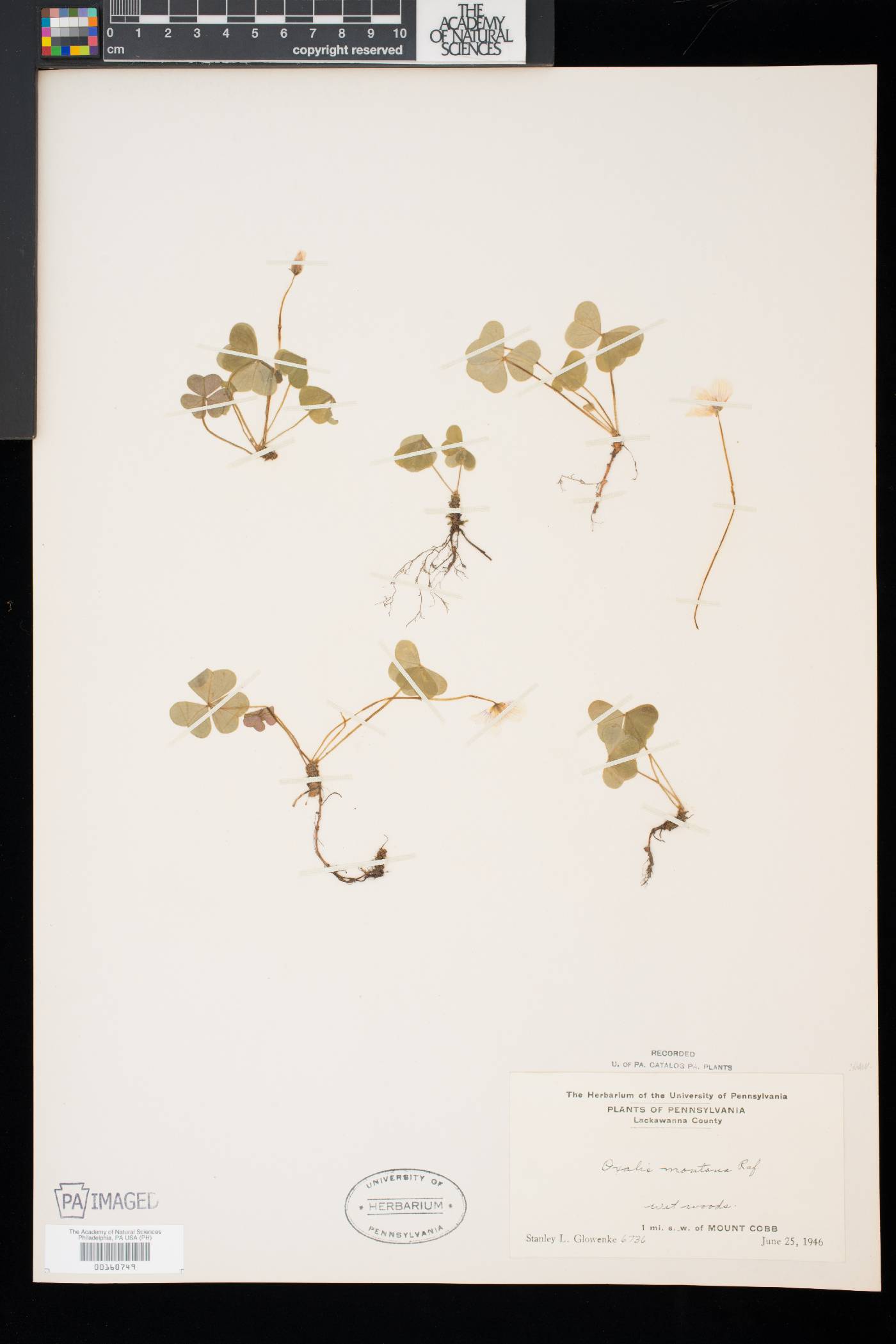 Oxalis montana image