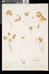 Oxalis montana image