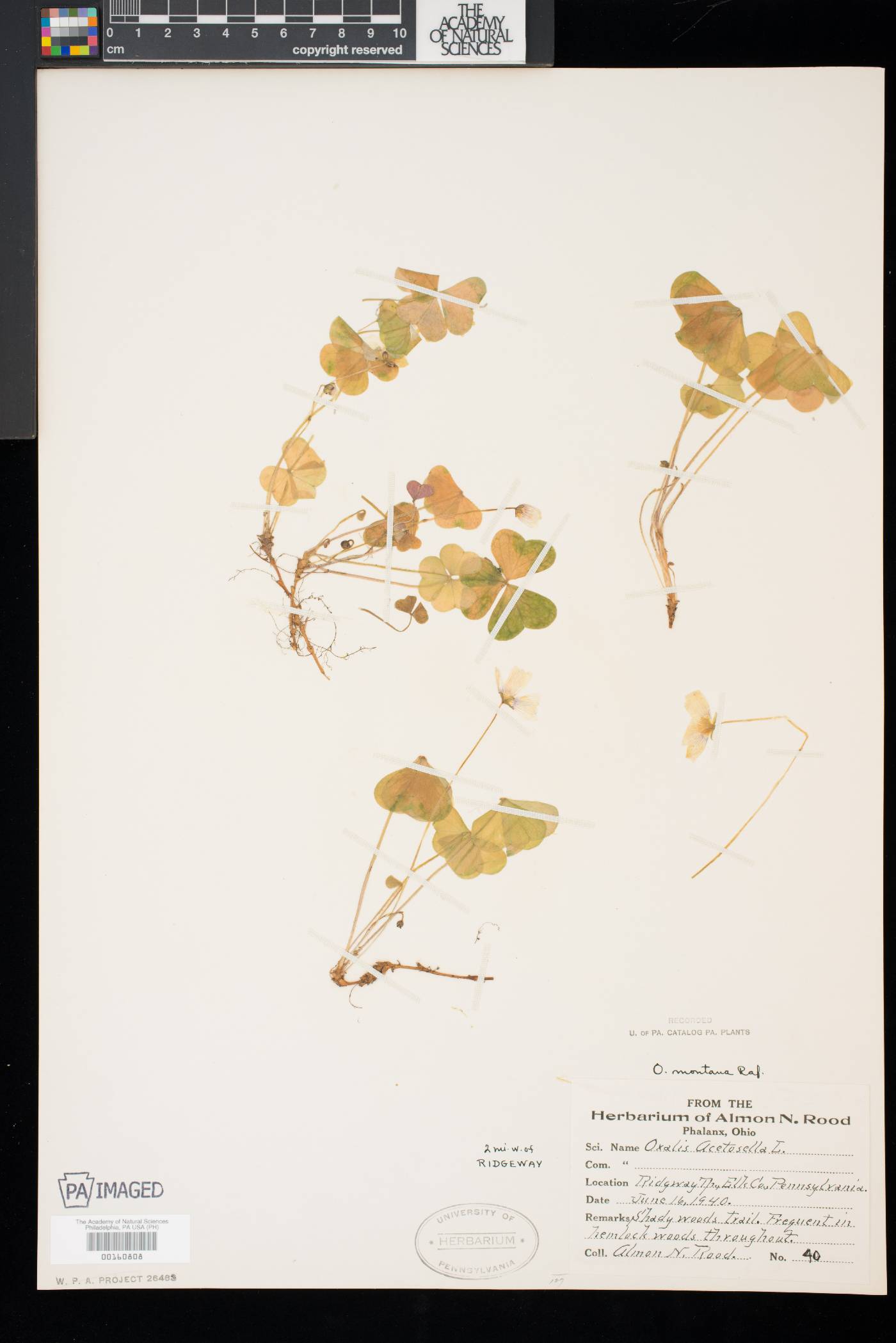 Oxalis montana image