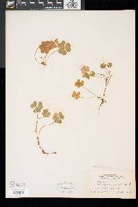 Oxalis montana image