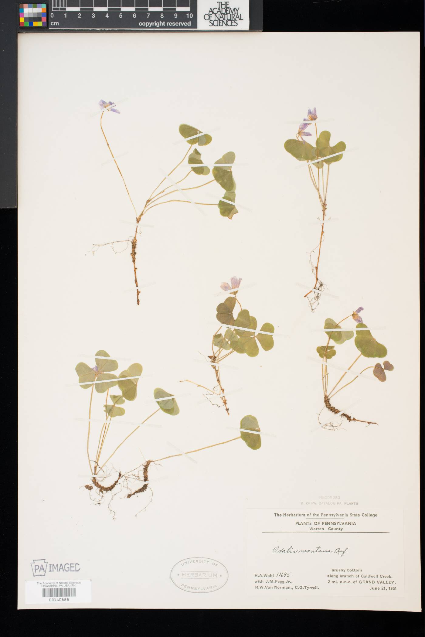 Oxalis montana image