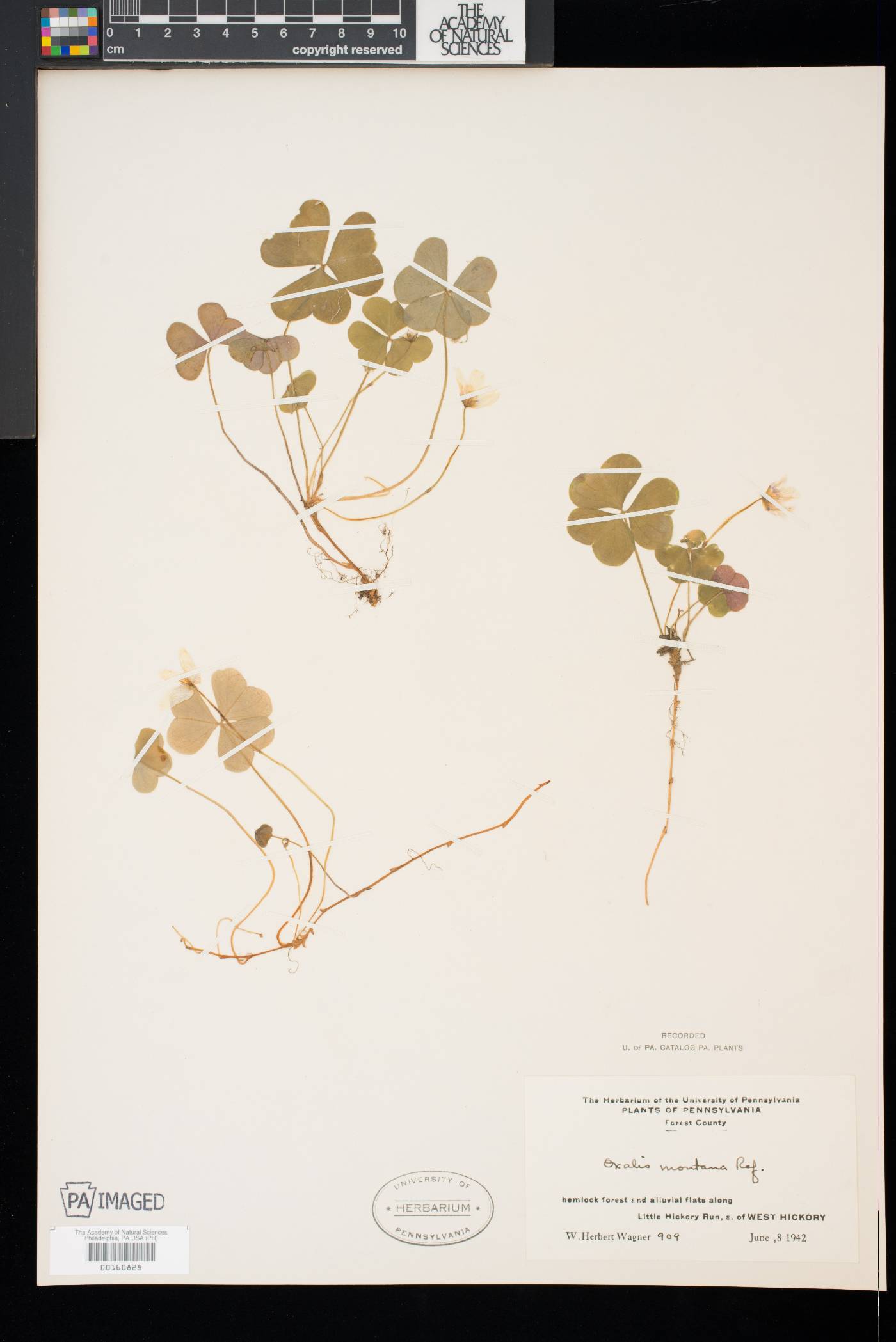 Oxalis montana image