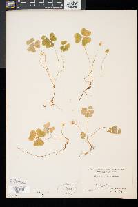 Oxalis montana image