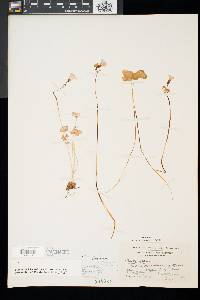 Oxalis violacea image