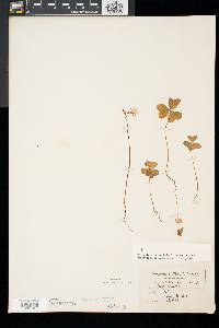 Oxalis violacea image