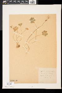 Oxalis violacea image