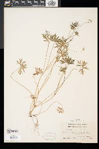 Geranium columbinum image