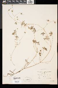 Geranium columbinum image