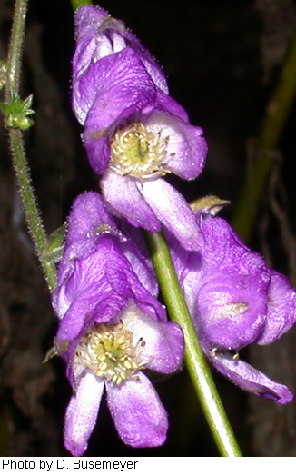 Aconitum uncinatum image