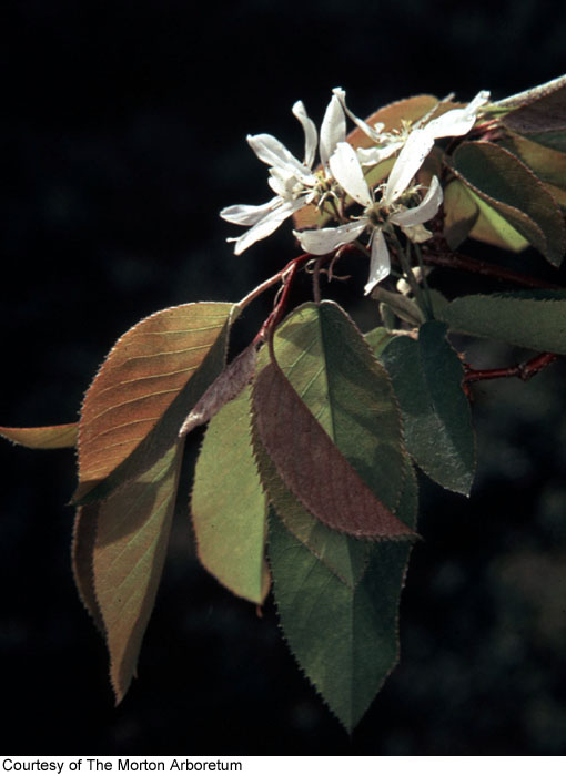 Amelanchier laevis image