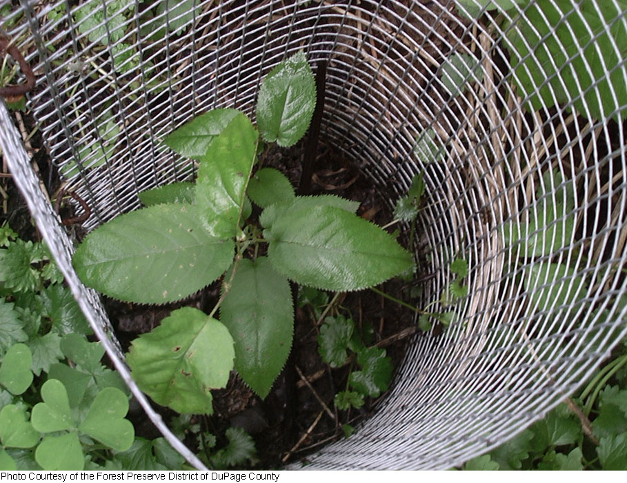 Amelanchier laevis image