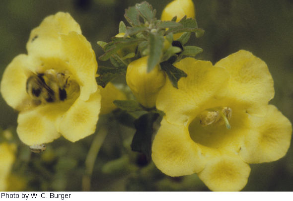 Aureolaria grandiflora var. pulchra image