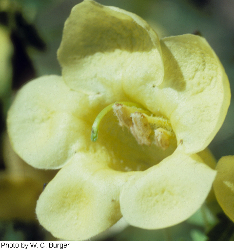 Aureolaria grandiflora image