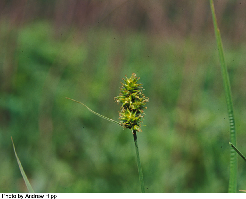 Carex alopecoidea image