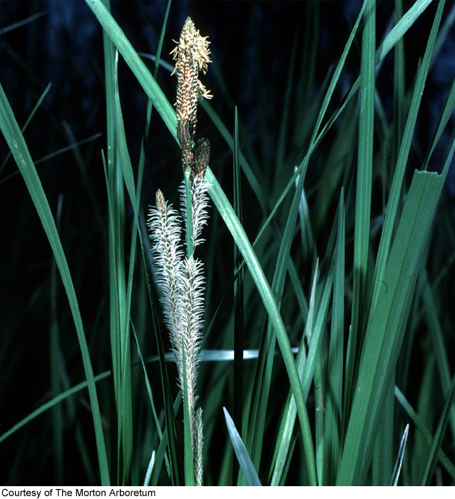 Carex aquatilis var. substricta image