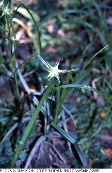 Carex grayi image