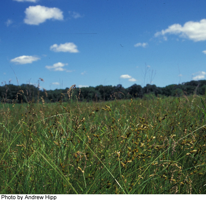 Carex suberecta image