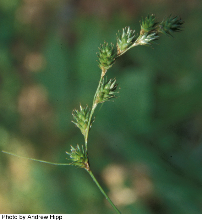 Carex tenera var. echinodes image