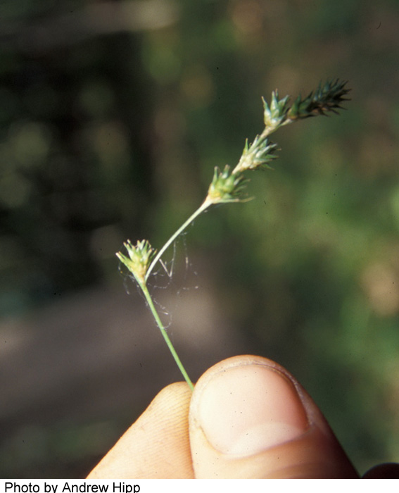 Carex tenera var. echinodes image