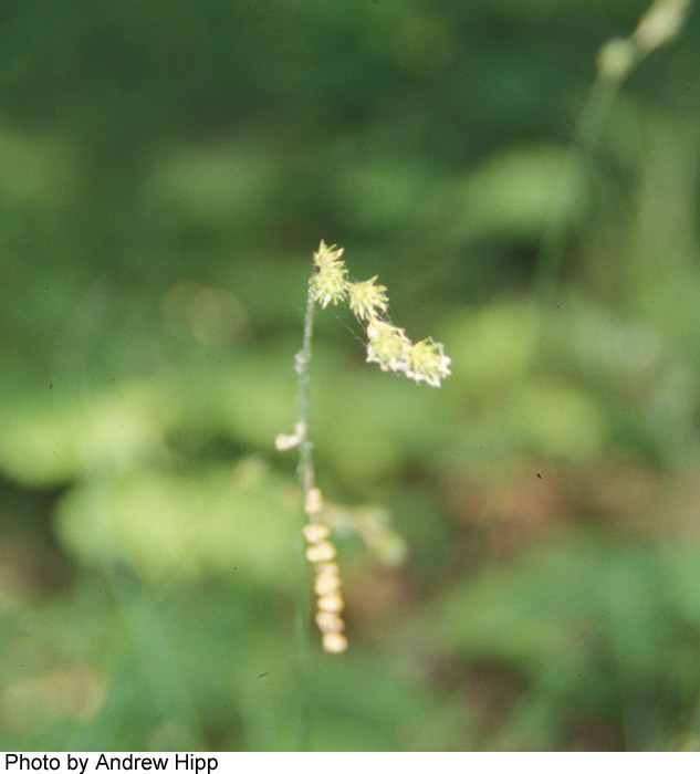 Carex tenera var. echinodes image