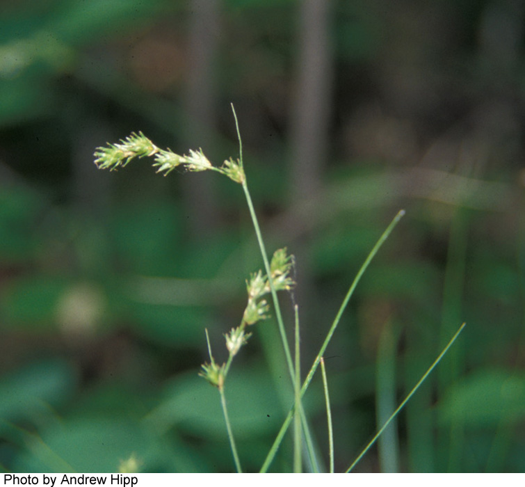 Carex tenera var. echinodes image