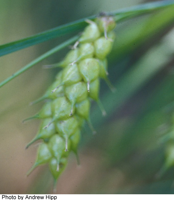 Carex tuckermanii image