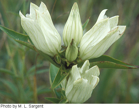 Gentiana alba image