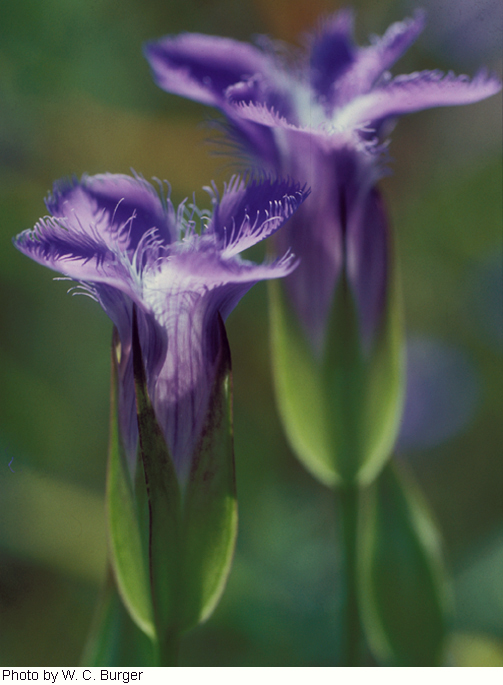 Gentianopsis crinita image