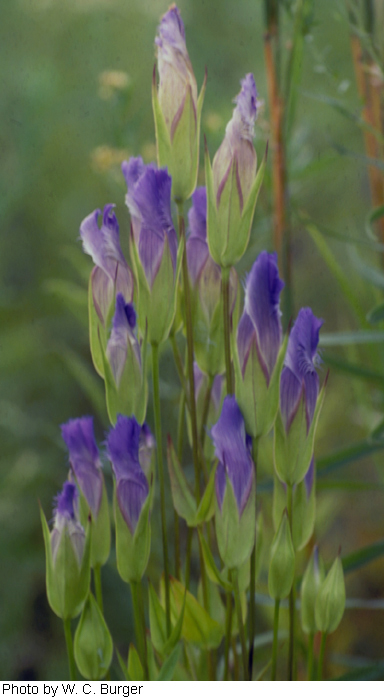 Gentianopsis crinita image