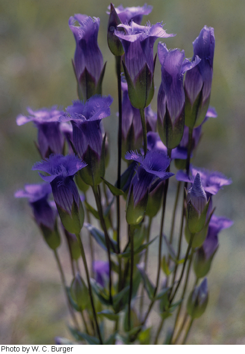 Gentianopsis crinita image