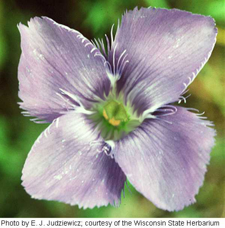 Gentianopsis virgata subsp. virgata image