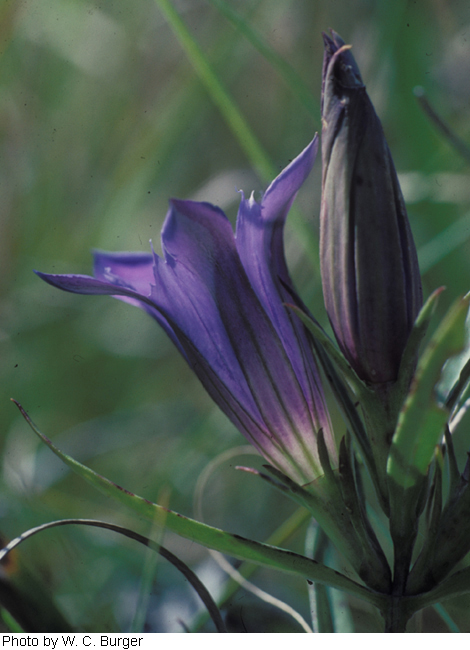 Gentiana puberulenta image